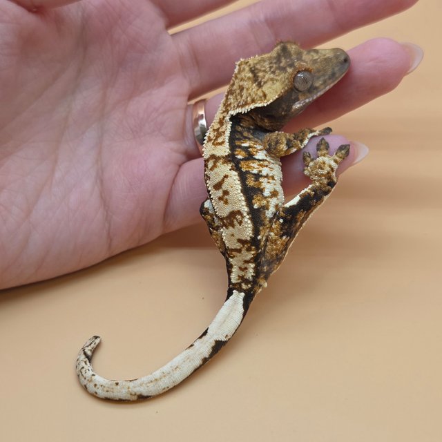 노멀 트라이 익스트림할리퀸