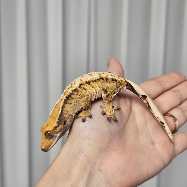 노멀 트라이 익스트림할리퀸 할리퀸