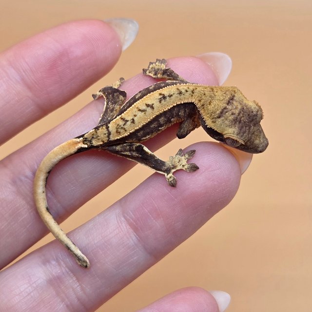 노멀 트라이 익스트림할리퀸