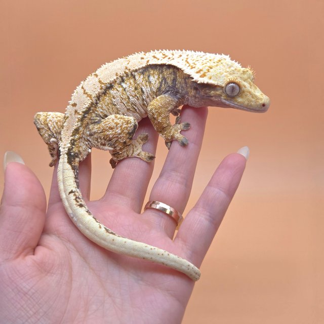 노멀 트라이 익스트림할리퀸