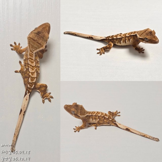 노멀 트라이 익스트림할리퀸 할리퀸