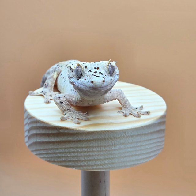 슈퍼달마시안 옐로우