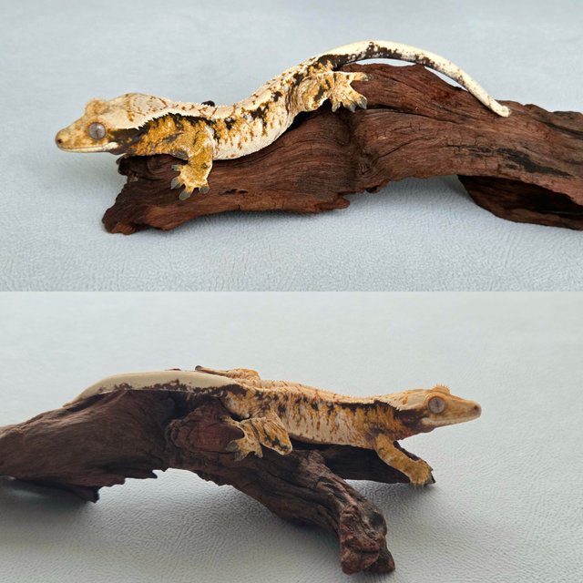 노멀 익스트림할리퀸 드리피 트라이