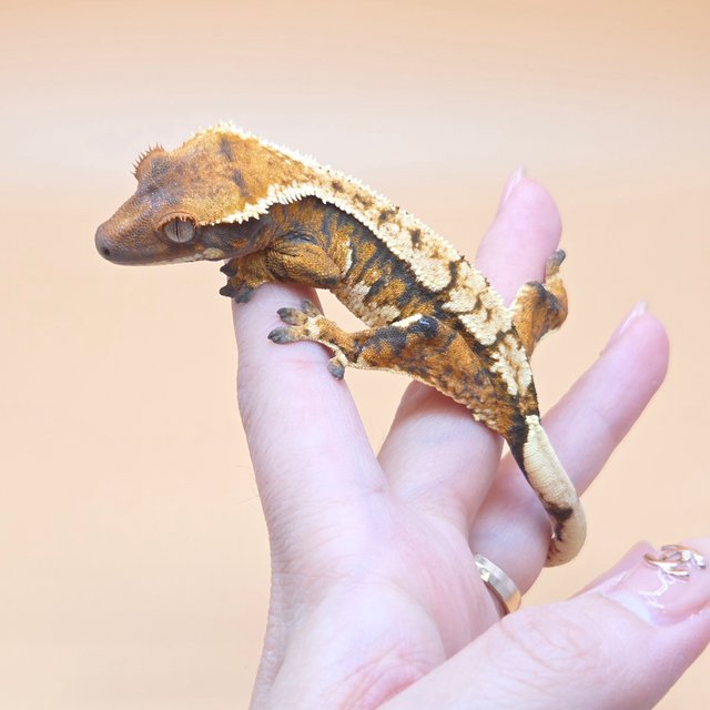 노멀 트라이 익스트림할리퀸 화이트크라운