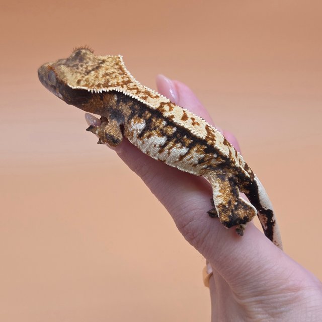 노멀 트라이 익스트림할리퀸