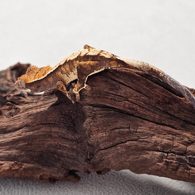 노멀 트라이 익스트림할리퀸 할리퀸