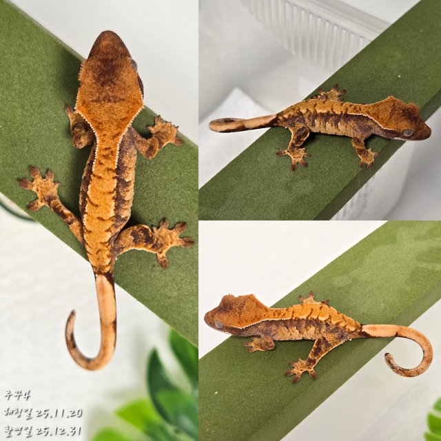 노멀 익스트림할리퀸 할리퀸