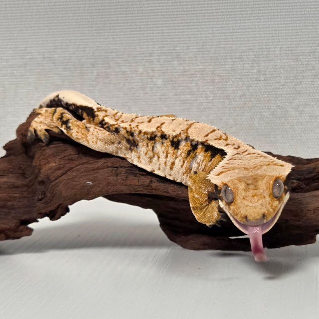 노멀 트라이 텐저린 익스트림할리퀸