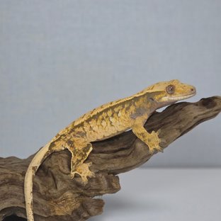 로즈