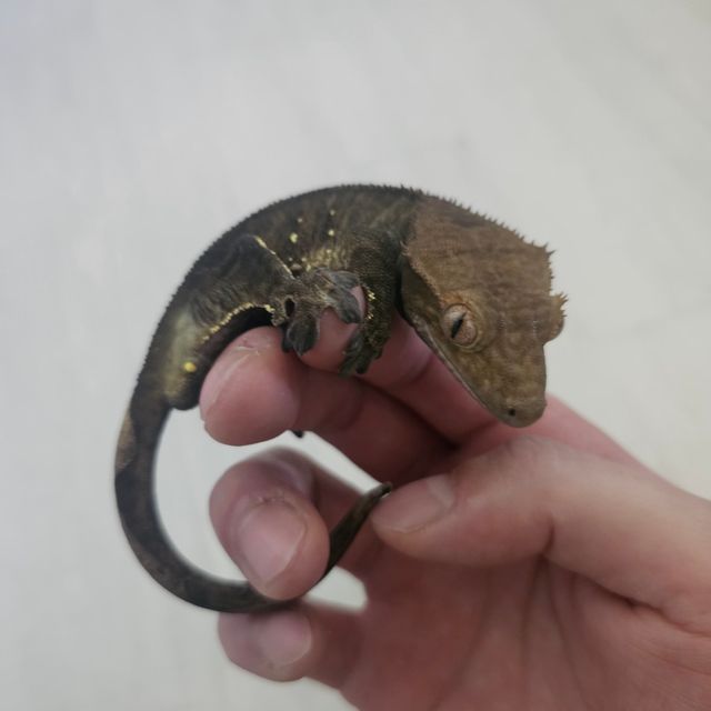 챠콜