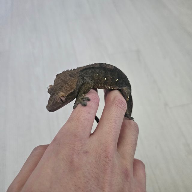 챠콜