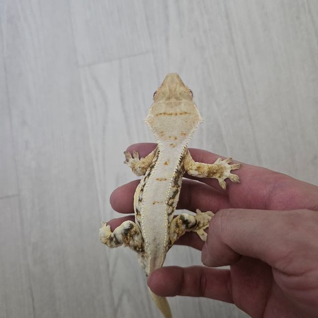릴리화이트
