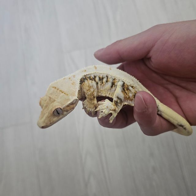 릴리화이트