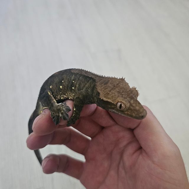챠콜