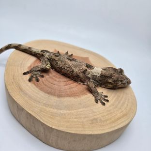 화이트카라