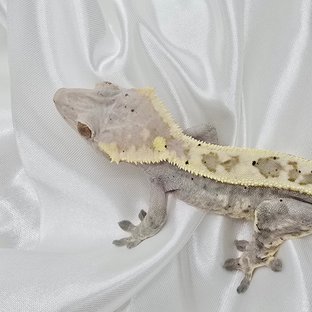 달마시안 카푸치노