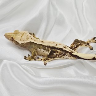 노멀 화이트스팟