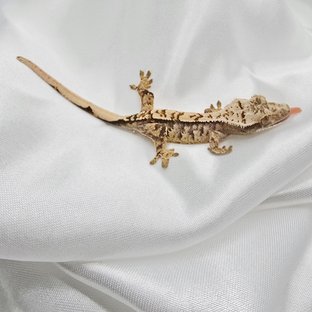 익스트림할리퀸 화이트스팟