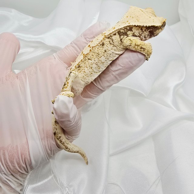 노멀 드리피 화이트스팟