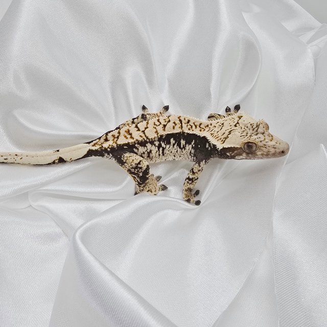 드리피 화이트스팟 익스트림할리퀸