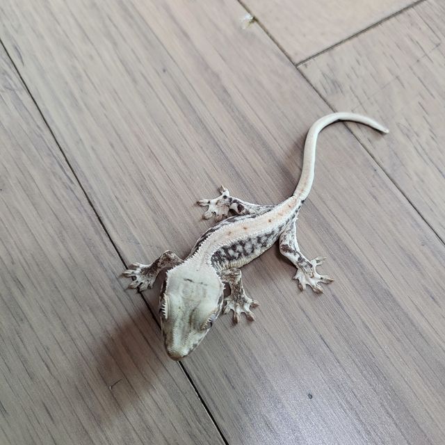 릴리화이트