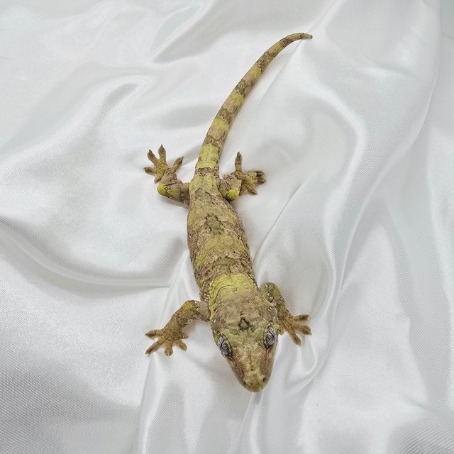 그린 오렌지 화이트카라