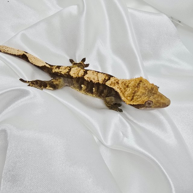 블랙 타이거 브린들