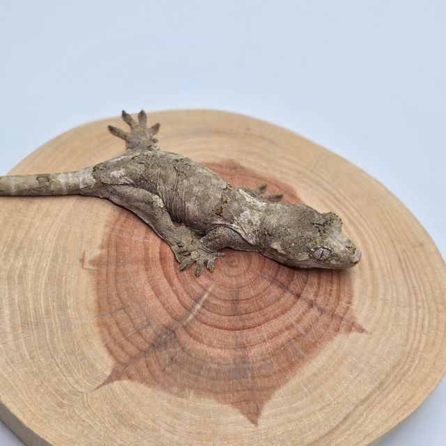 화이트카라