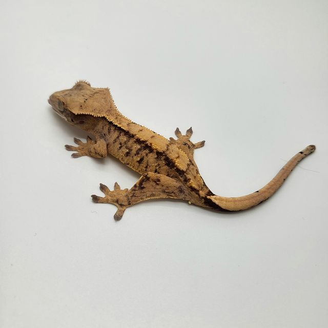 노멀 트라이