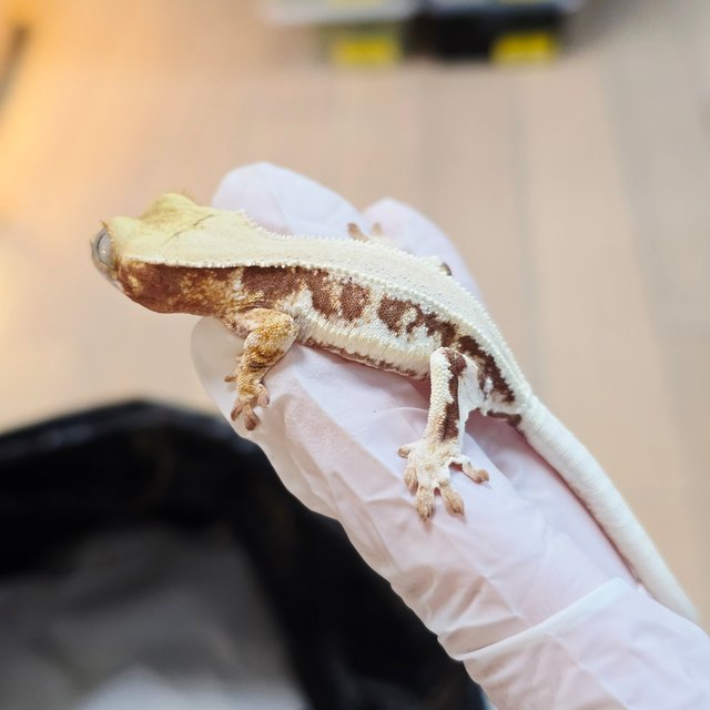 레드 트라이 릴리화이트 솔리드백