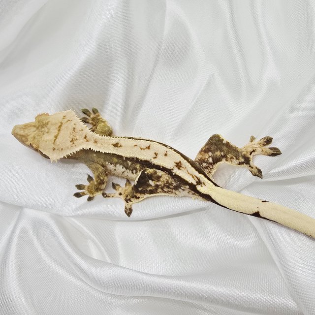 노멀 화이트스팟