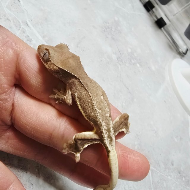 팬텀 릴리화이트