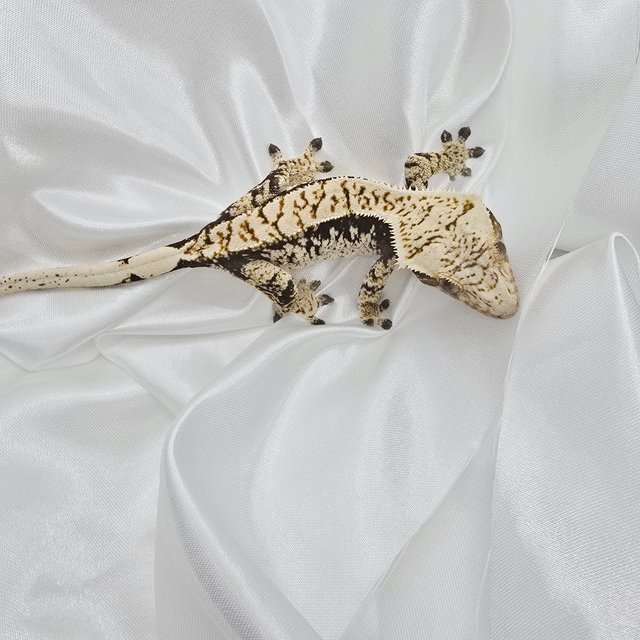 드리피 화이트스팟 익스트림할리퀸