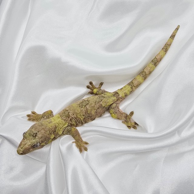 그린 오렌지 화이트카라