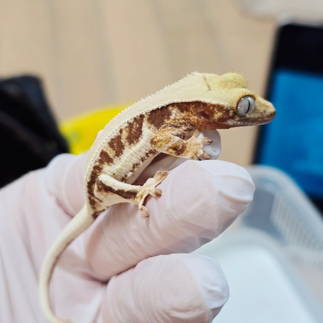 레드 트라이 릴리화이트 솔리드백