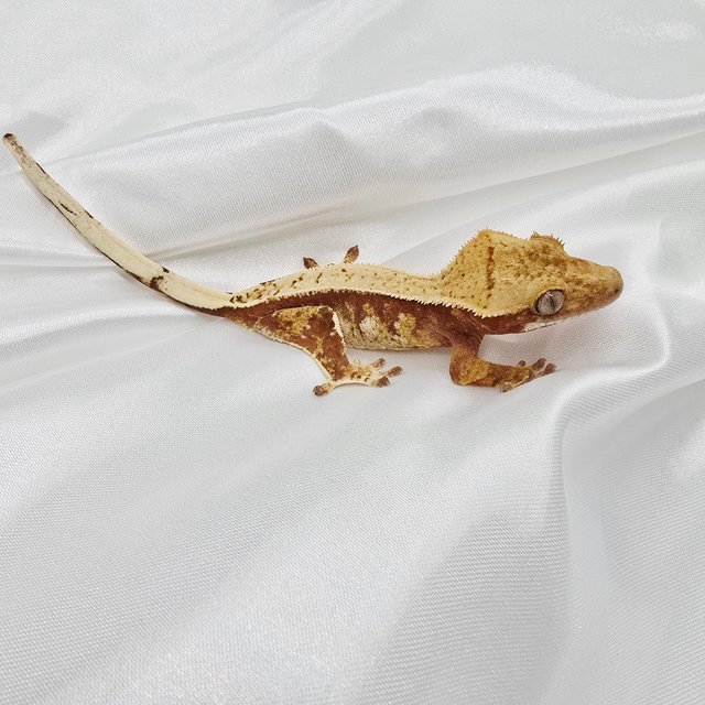 레드 트라이 익스트림할리퀸