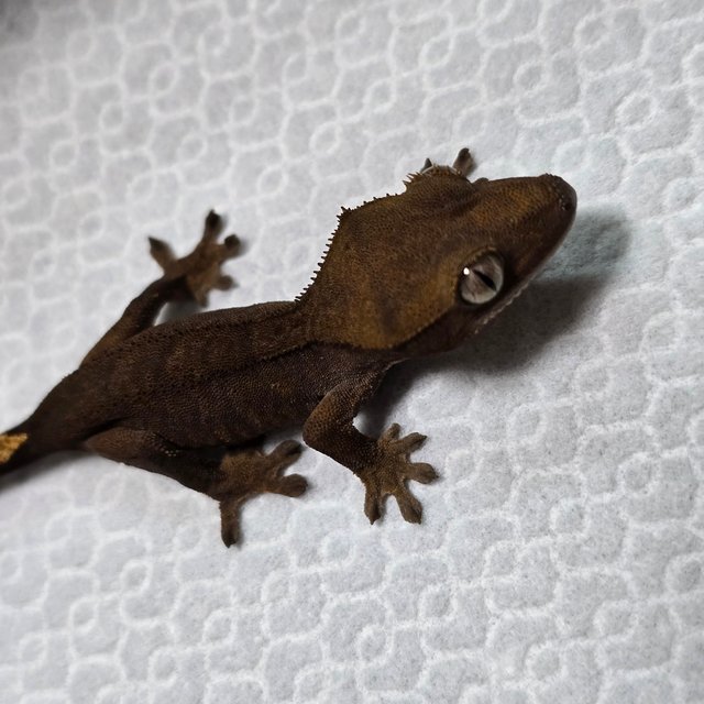 챠콜 다크 벅스킨