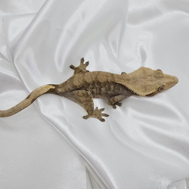 브린들 타이거 화이트스팟
