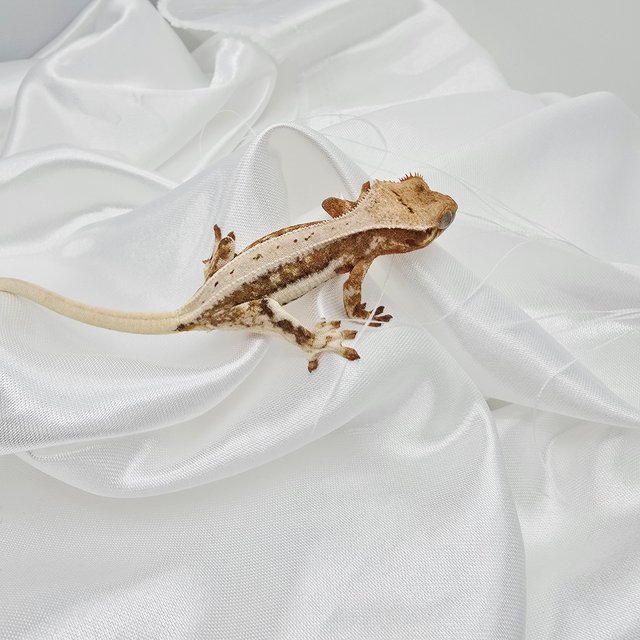 레드 릴리화이트