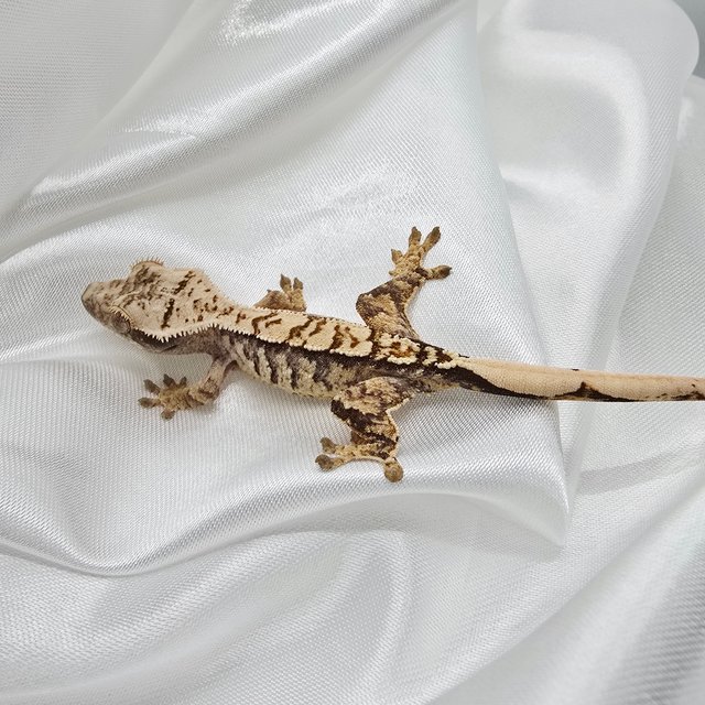 익스트림할리퀸 화이트스팟