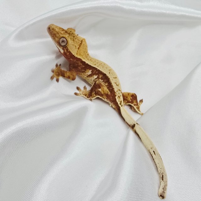 레드 트라이 익스트림할리퀸