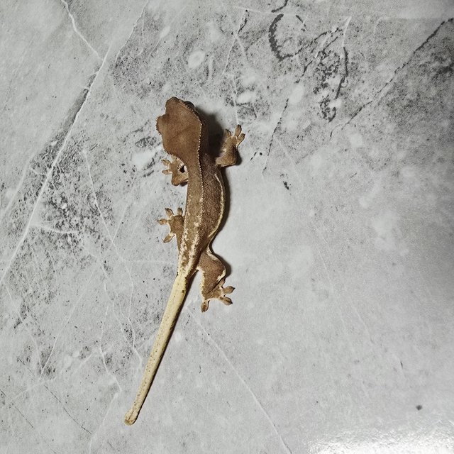 팬텀 릴리화이트