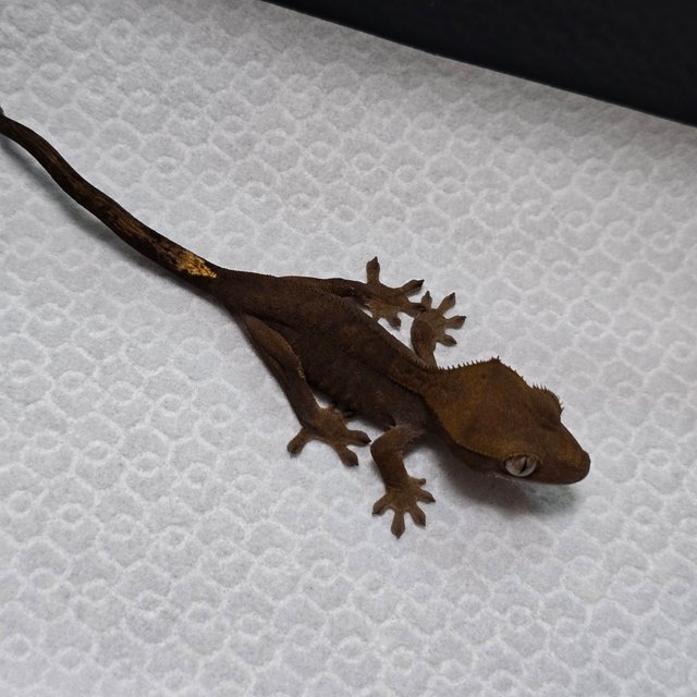 챠콜 다크 벅스킨