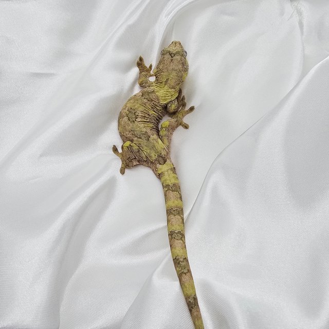 그린 오렌지 화이트카라