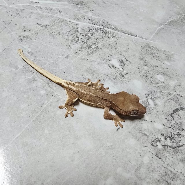 팬텀 릴리화이트