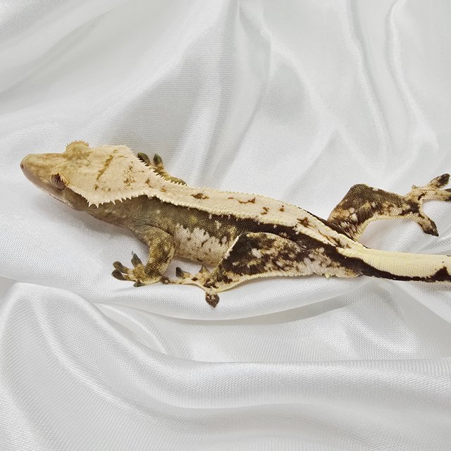 노멀 화이트스팟