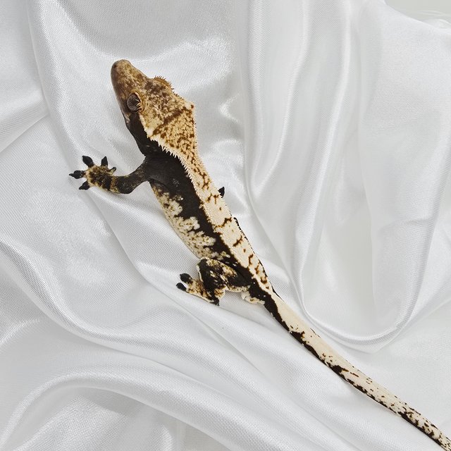 블랙 화이트 화이트스팟 드리피