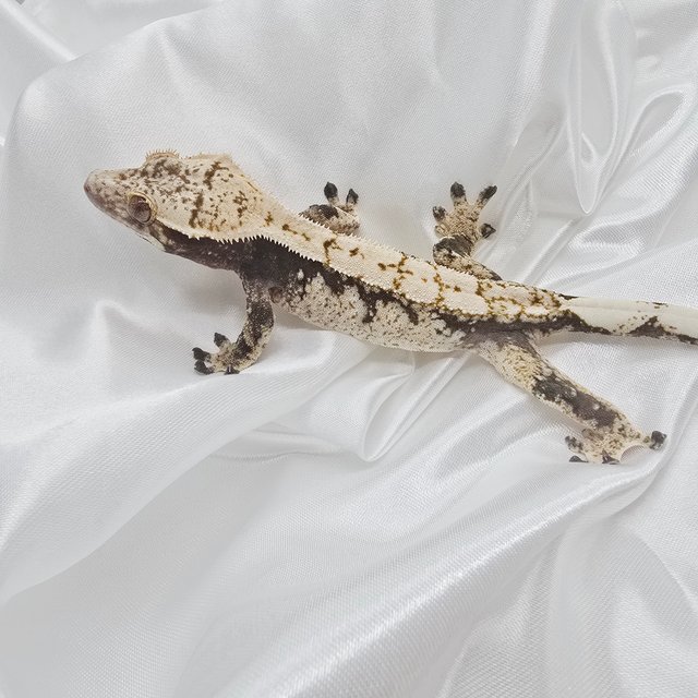 드리피 익스트림할리퀸 화이트스팟