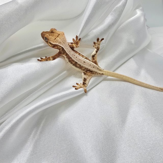 레드 릴리화이트