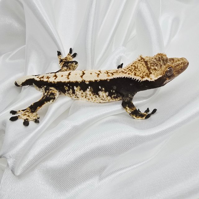 블랙 화이트 화이트스팟 드리피